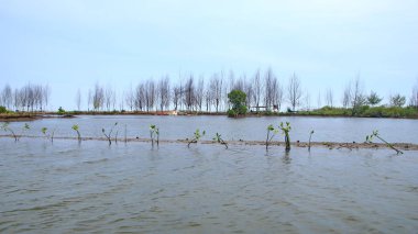  Mangrove orman parkının güzelliği