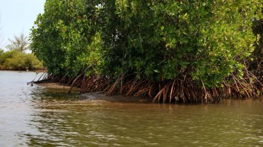  Mangrove orman parkının güzelliği
