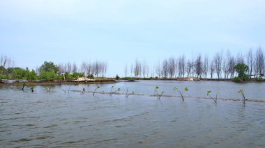  Mangrove orman parkının güzelliği