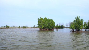  Mangrove orman parkının güzelliği