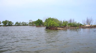  Mangrove orman parkının güzelliği