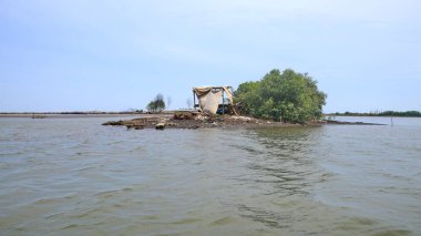  Mangrove orman parkının güzelliği