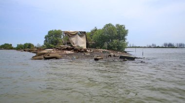 Mangrove orman parkının güzelliği