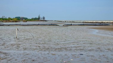  Mangrove orman parkının güzelliği