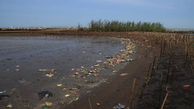  Mangrove ormanları plastik atıklarla kirlenmiş.