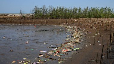  Mangrove ormanları plastik atıklarla kirlenmiş.