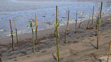  Mangrove ormanları plastik atıklarla kirlenmiş.