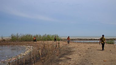  Pekalongan sahilindeki mangrov parklarını ziyaret eden turistler