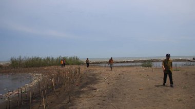 Turistler Pekalongan plajındaki mangrov parklarını ziyaret ederken 3 Ocak 2020