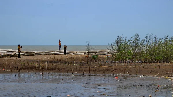  Pekalongan sahilindeki mangrov parklarını ziyaret eden turistler