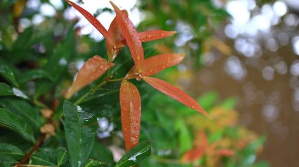 Close up the tropical tree with blurred natural background in the morning. — Stock Photo, Image