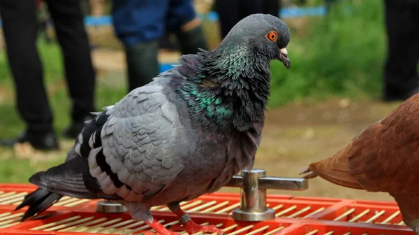 Palomas Cuando Toman Sol Sus Jaulas Día Caluroso —  Fotos de Stock