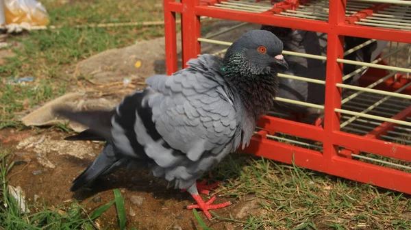Pigeons Lors Bains Soleil Sur Leurs Cages Dans Journée Chaude — Photo
