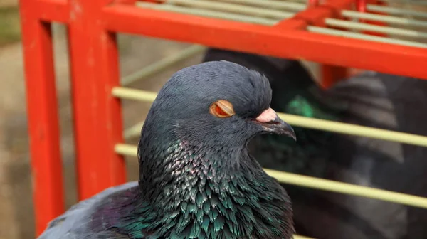 Palomas Cuando Toman Sol Sus Jaulas Día Caluroso —  Fotos de Stock