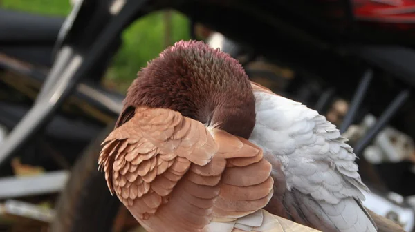 Palomas Cuando Toman Sol Sus Jaulas Día Caluroso —  Fotos de Stock