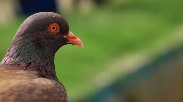 Palomas Cuando Toman Sol Sus Jaulas Día Caluroso —  Fotos de Stock