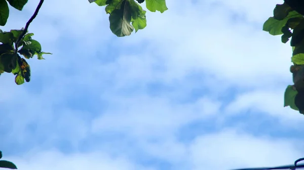 青い空を背景にした葉の写真 — ストック写真
