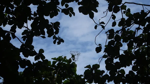 Fotografia Folhas Com Fundo Céu Azul Fora Foco Embaçado Adequado — Fotografia de Stock