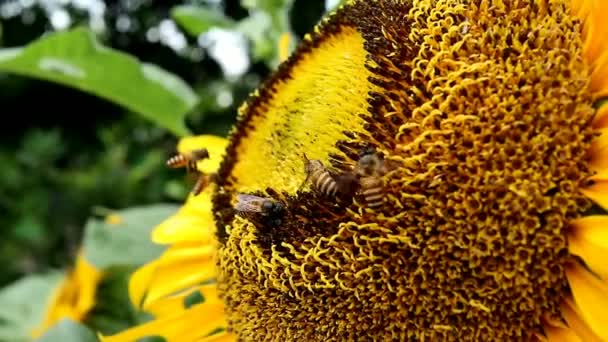 Ηλιοτρόπια Και Μέλισσες Που Ψάχνουν Για Νέκταρ Έναν Κήπο Επιλεκτικά — Αρχείο Βίντεο