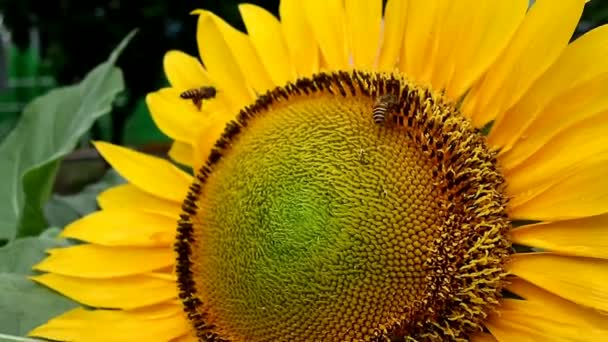 Tournesols et abeilles à la recherche de nectar dans un jardin, sélectivement concentré, flou et non concentré. Vidéo 4 K, Full HD 
