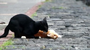 a cat who has sex with her partner in a city pa