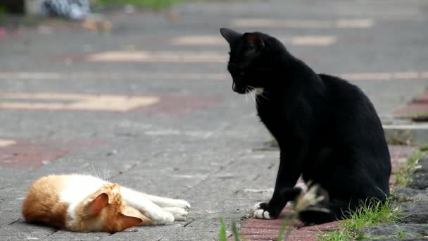 Een Kat Die Seks Heeft Met Haar Partner Een Stad — Stockvideo