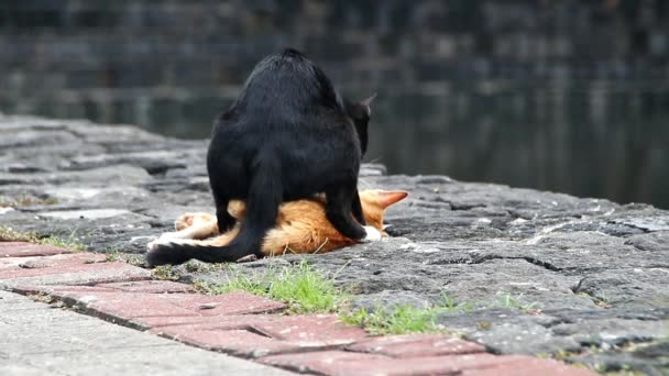 Gato Que Tiene Relaciones Sexuales Con Pareja Una Ciudad — Vídeo de stock