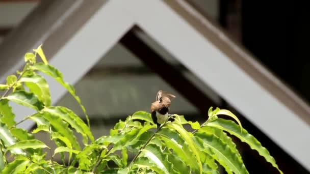 Sparrow Rests Branch Tree — Stock video