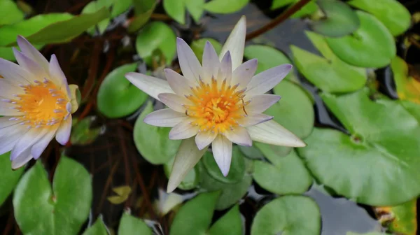 La beauté des petites fleurs de lotus par un matin ensoleillé, dans un ruisseau d'eau — Photo