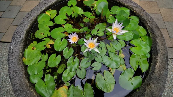 Skönheten i små lotusblommor på en solig morgon, i en ström av vatten — Stockfoto