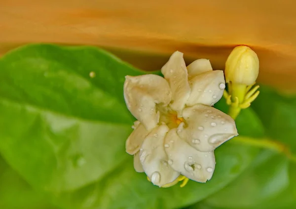 Close Jasmine Flowers Garden — Stock Photo, Image