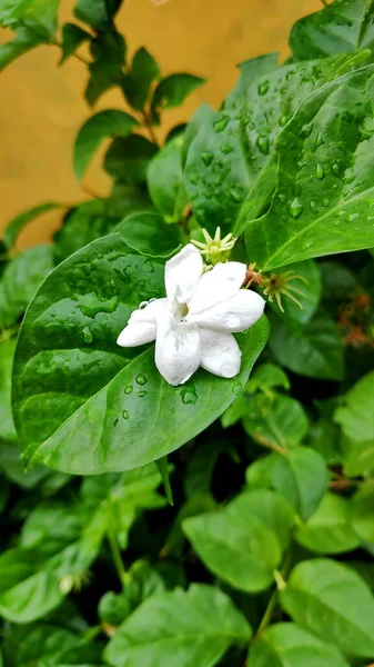 Close Jasmine Flowers Garden — Stock Photo, Image