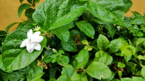 Close Jasmine Flowers Garden — Stock Photo, Image
