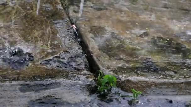 Caída Lluvia Suelo Temporada Lluvias Con Hojas Primer Plano Objeto — Vídeo de stock