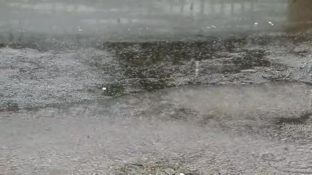 雨季雨落在地上 树叶纷纷落下 物色已香 — 图库视频影像