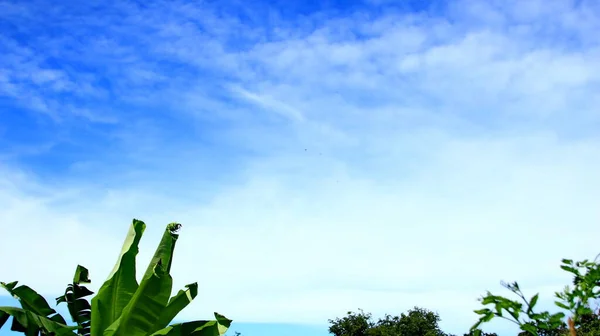 Paisagem Natural Árvores Nos Campos Com Fundo Céu Azul Nuvens — Fotografia de Stock