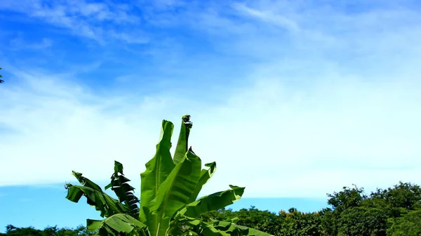 Paisagem Natural Árvores Nos Campos Com Fundo Céu Azul Nuvens — Fotografia de Stock