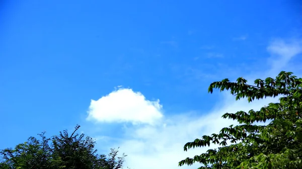 Природні Пейзажі Дерев Полях Тлом Блакитного Неба Унікальними Білими Хмарами — стокове фото
