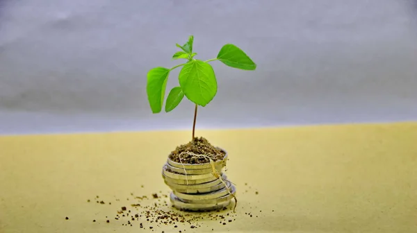 Plants that grow on coins saving concept and white background