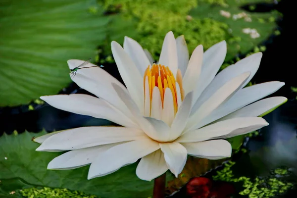 Die Schönheit Der Lotusblumen Einem Sonnigen Morgen Einem Wasserstrom — Stockfoto