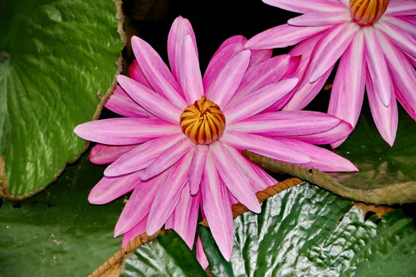 Beauty Lotus Flowers Sunny Morning Stream Water — Stock Photo, Image