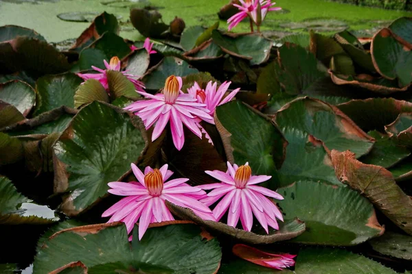 Beauty Lotus Flowers Sunny Morning Stream Water — Stock Photo, Image