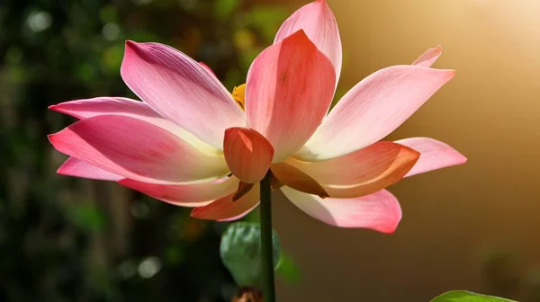 Close Bright Soft Selective Focus Image Single Pink Lotus Pond — Stock Photo, Image