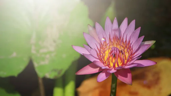 Close Bright Soft Selective Focus Image Single Pink Lotus Pond — Stock Photo, Image