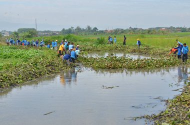 30 Ocak 2018, Endonezya, Batang / Jawa Tengah Hamamböceklerinden nehri temizleyin.