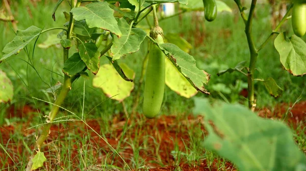  Taze yeşil patlıcan sebze bahçesinin bulanık ve yumuşak odak görüntüleri