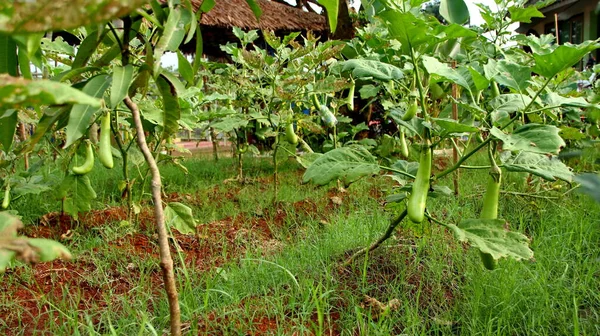  Taze yeşil patlıcan sebze bahçesinin bulanık ve yumuşak odak görüntüleri