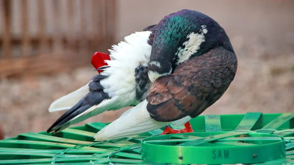 Pombos Forragear Torno Suas Gaiolas Fotos Com Foco Foco Pouco — Fotografia de Stock