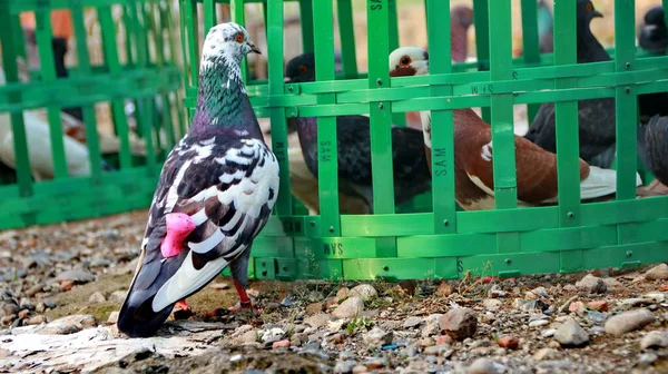 Duiven Bij Het Foerageren Rond Hun Kooien Foto Met Focus — Stockfoto