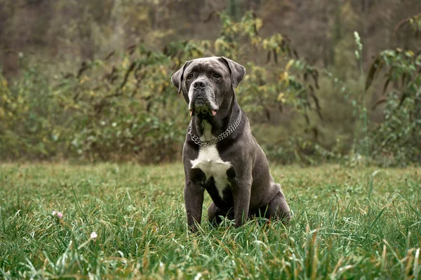 Ernstig grijs Cane corso mannetje zittend op het groene gras — Stockfoto